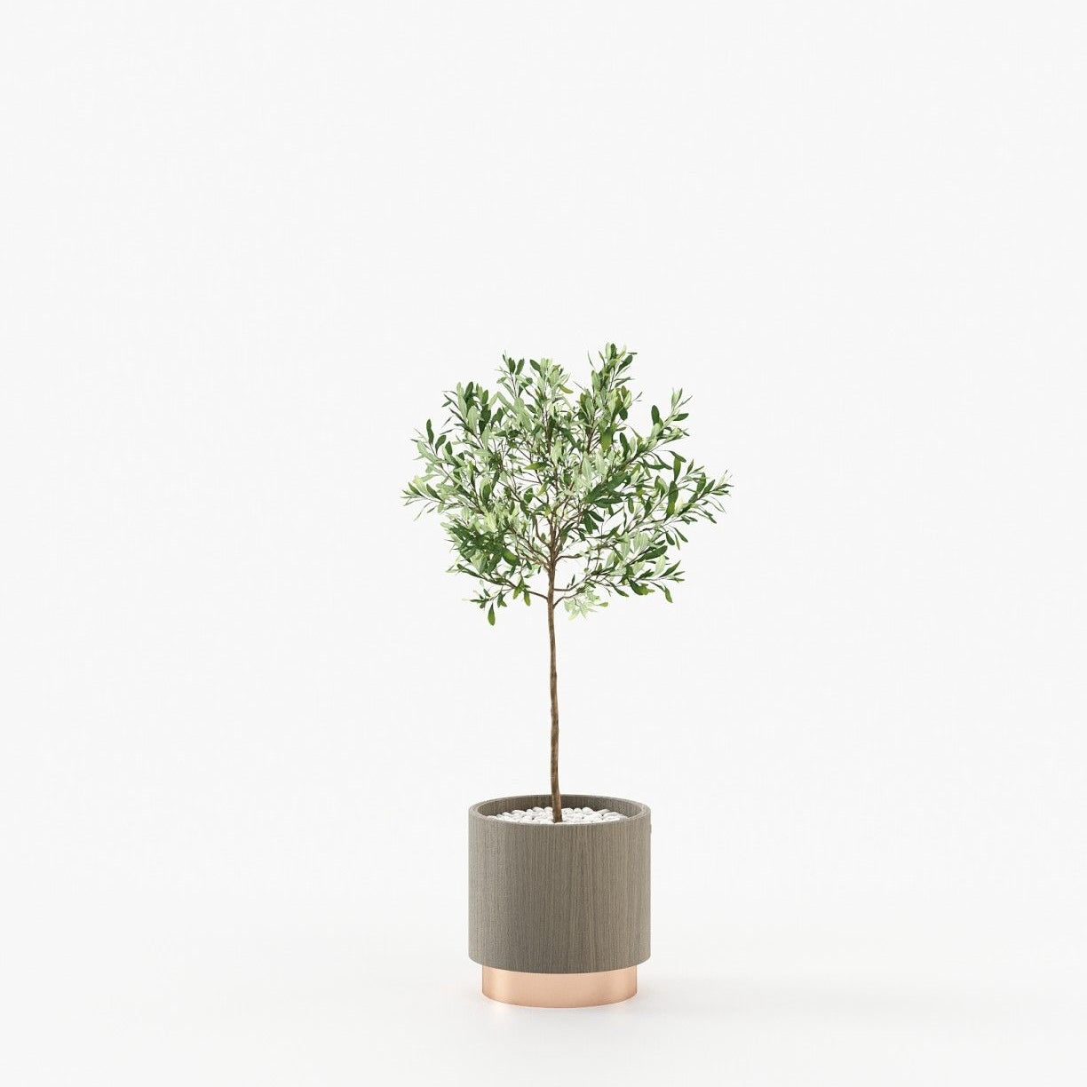 Laskasas GOLD Planter & Pot Aged Oak Veneer Matte - Araco Interiors