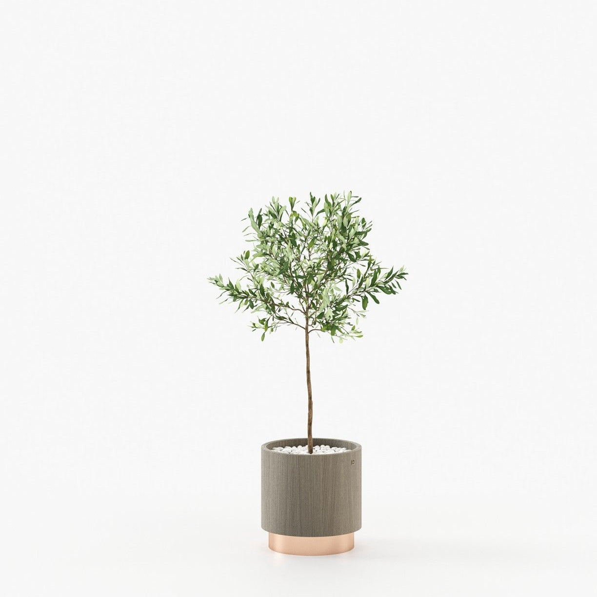 Laskasas GOLD Planter & Pot Aged Oak Veneer Matte - Araco Interiors