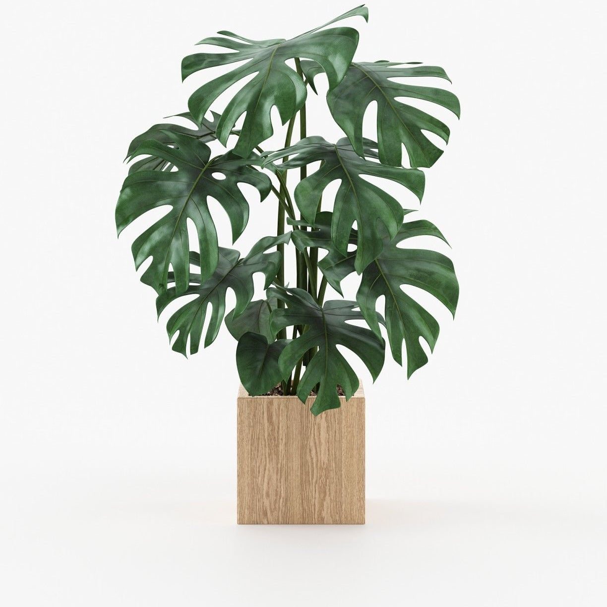 Laskasas STELA Planter & Pot Oak Veneer Matte - Araco Interiors