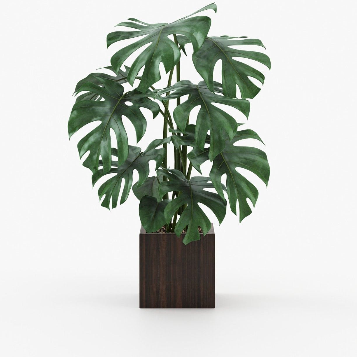 Laskasas STELA Planter & Pot Smoked Eucalyptus Veneer Matte - Araco Interiors