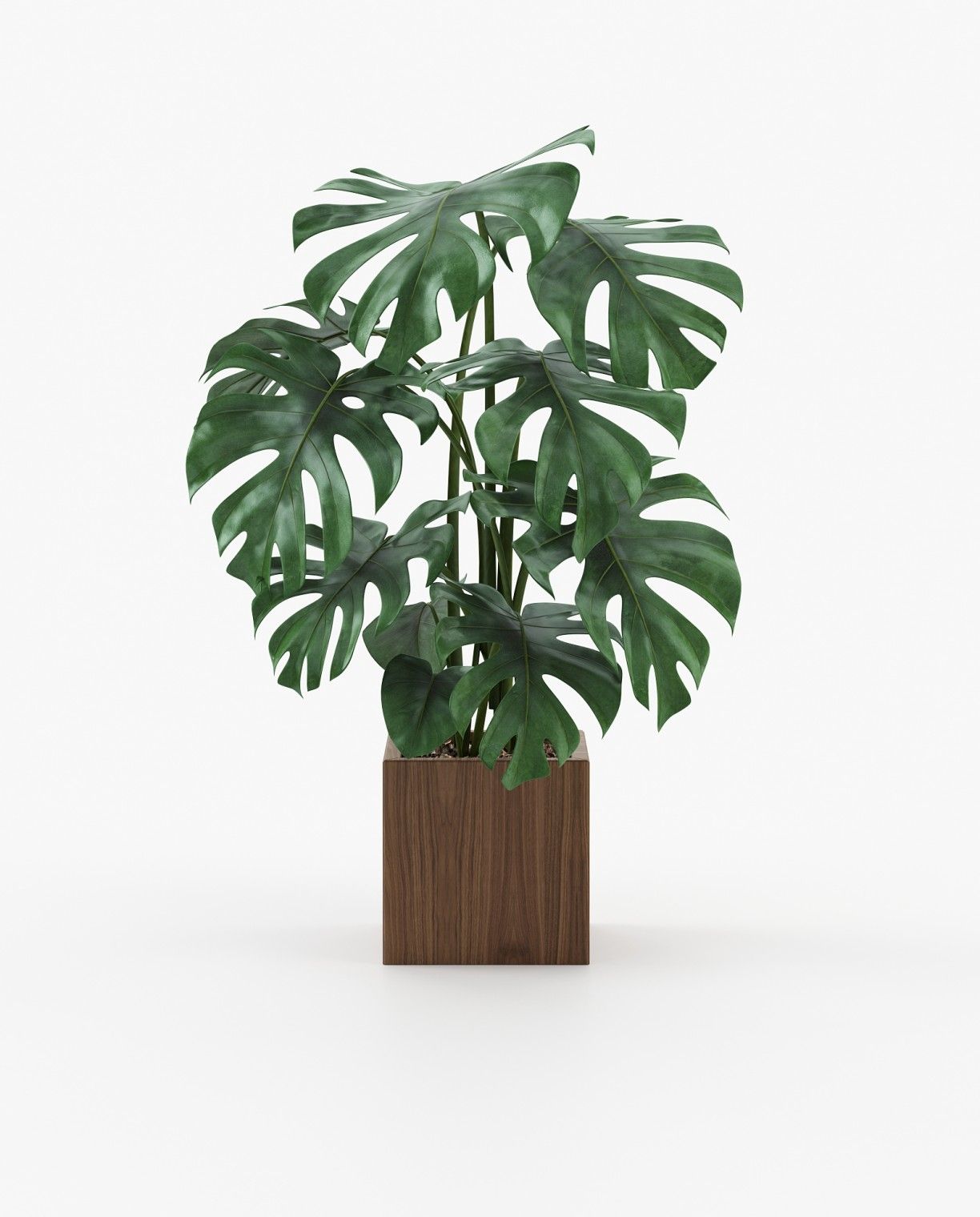 Laskasas STELA Planter & Pot Walnut Veneer Matte - Araco Interiors