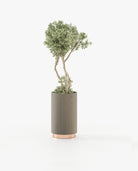 Laskasas GOLD Planter & Pot Aged Oak Veneer Matte - Araco Interiors