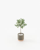 Laskasas GOLD Planter & Pot Aged Oak Veneer Matte - Araco Interiors