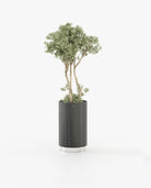 Laskasas GOLD Planter & Pot Grey Eucalyptus Veneer Matte - Araco Interiors