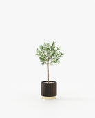 Laskasas GOLD Planter & Pot Smoked Eucalyptus Veneer Matte - Araco Interiors