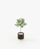 Laskasas GOLD Planter & Pot Smoked Eucalyptus Veneer Matte - Araco Interiors