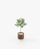 Laskasas GOLD Planter & Pot Walnut Veneer Matte - Araco Interiors
