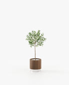Laskasas GOLD Planter & Pot Walnut Veneer Matte - Araco Interiors