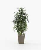 Laskasas POPPY Planter & Pot Aged Oak Veneer Matte - Araco Interiors